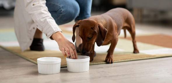 Médica veterinária dá dicas de alimentação saudável para pets